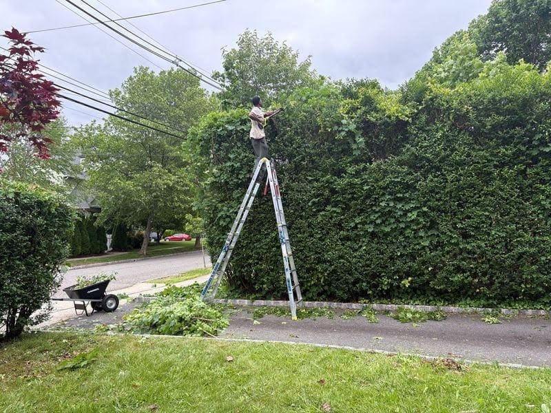 Pruning Hedges