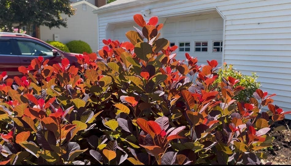 Flower pruning