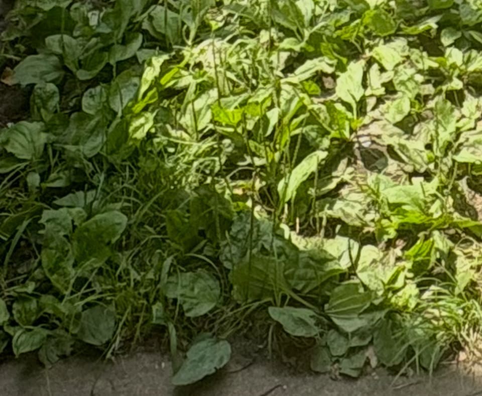 Common Plantain Broadleaf