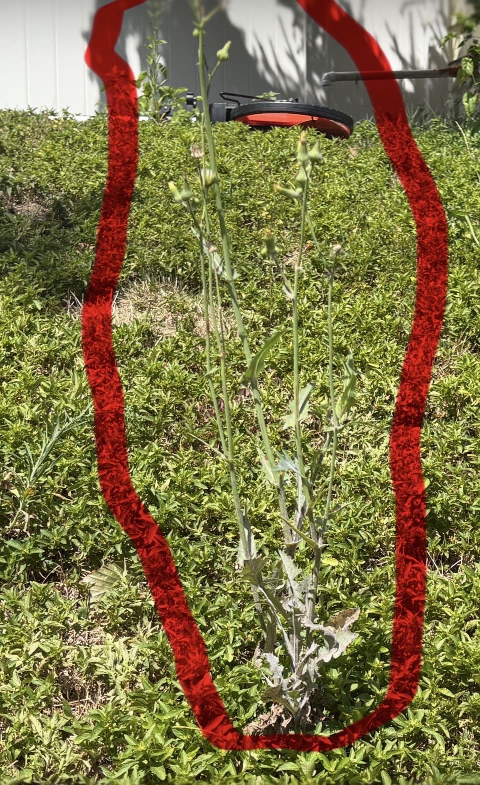 Common Sowhistle Weed