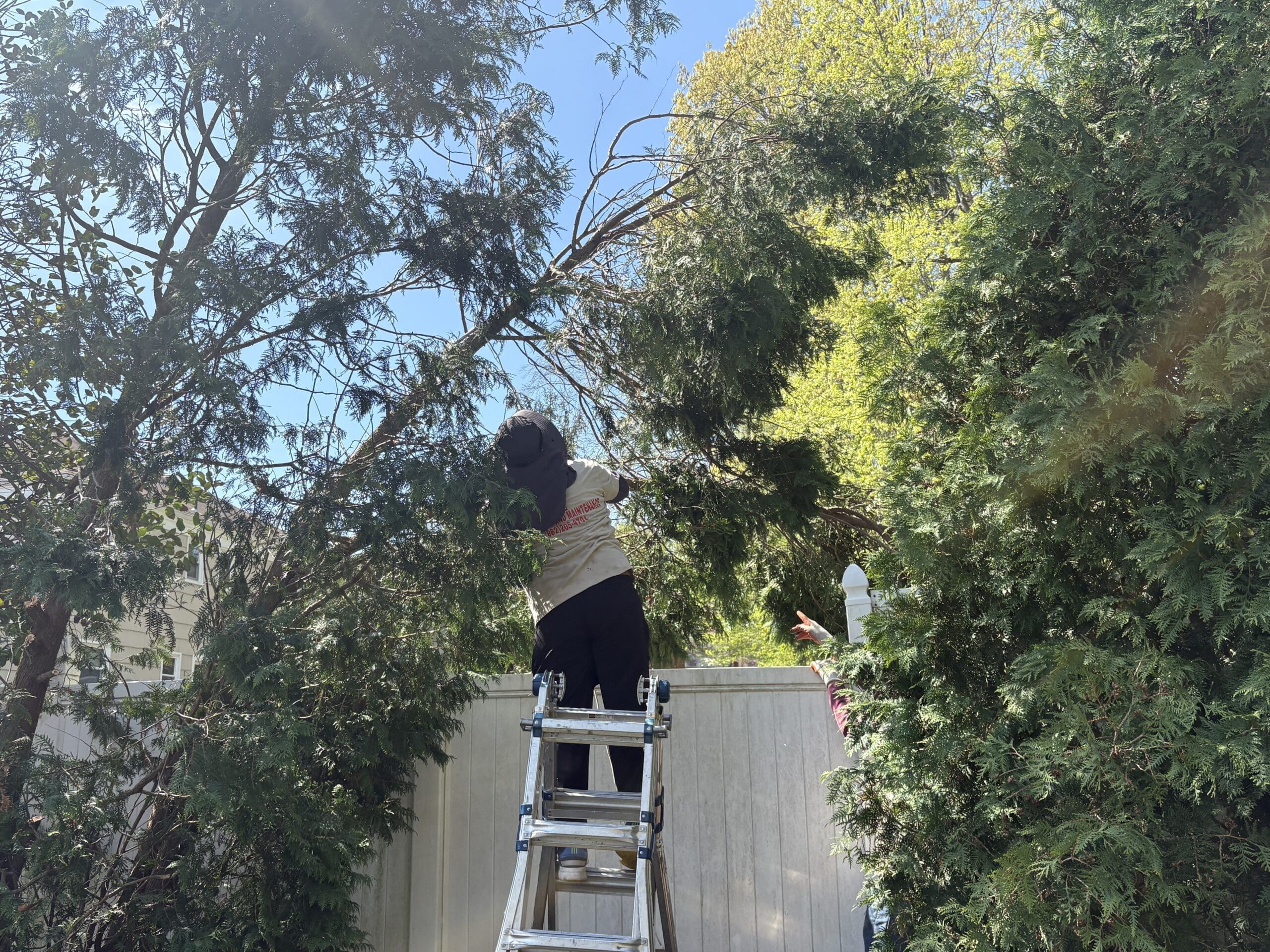 Tree trimming in NJ